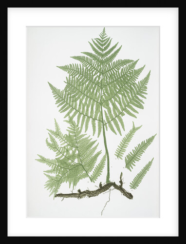 The common brakes, or Bracken by Henry Riley Bradbury