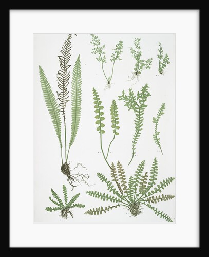 The scale fern, Scaly spleenwort, The small-leaved gymnogram, The common hard fern by Henry Riley Bradbury
