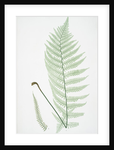 The male fern, or Common buckler fern by Henry Riley Bradbury