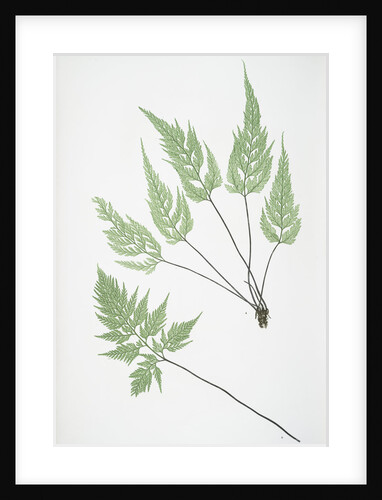 The black maidenhair spleenwort by Henry Riley Bradbury