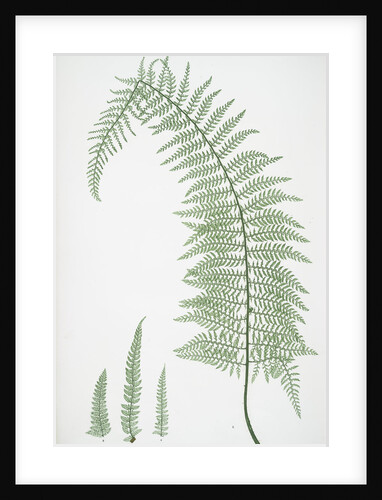 The soft prickly shield fern by Henry Riley Bradbury