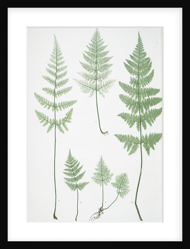 The broad prickly-toothed buckler fern by Henry Riley Bradbury
