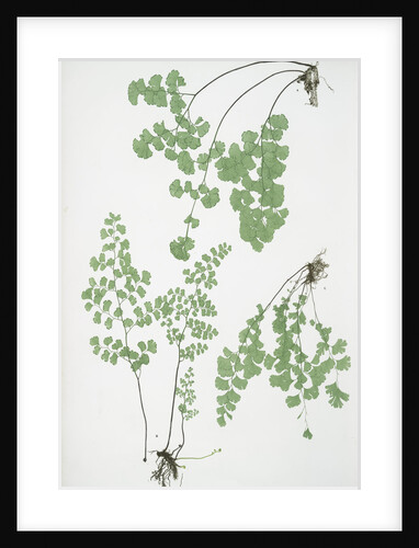 The common maidenhair fern by Henry Riley Bradbury