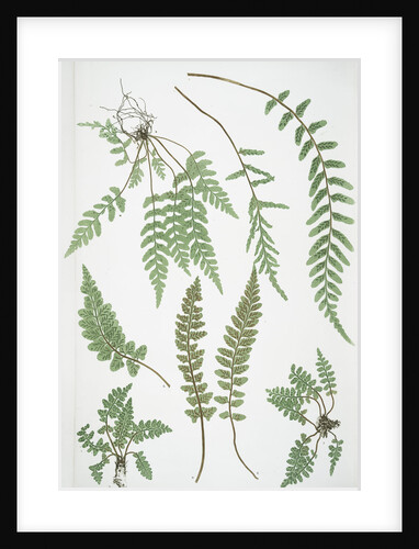 The sea spleenwort by Henry Riley Bradbury