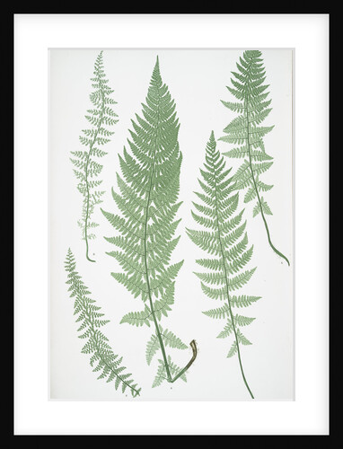 The Alpine polypody by Henry Riley Bradbury