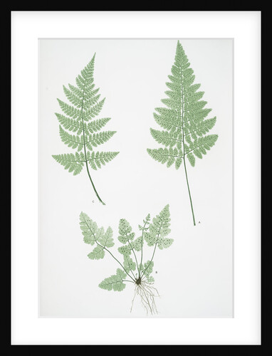 The broad prickly-toothed buckler fern by Henry Riley Bradbury