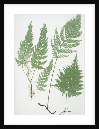 The European bristle fern by Henry Riley Bradbury