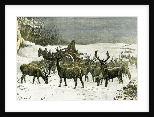 London Richmond Park UK 1887 Feeding the Deer in Severe Weather Great Britain by Anonymous