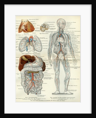 Blood Vessels 19th Century Medical Biology Human Body Intestines by Anonymous