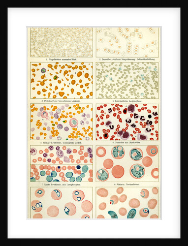Blood and Blood Movement 19th Century Blood Blood Cell by Anonymous