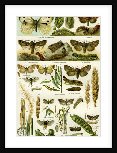 Butterflies Nineteenth Century by Anonymous