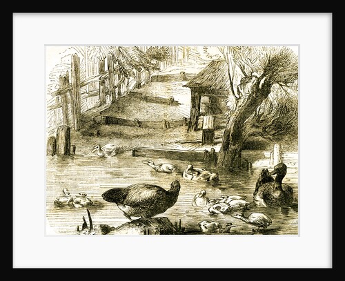 Ducks 19th Century by Anonymous