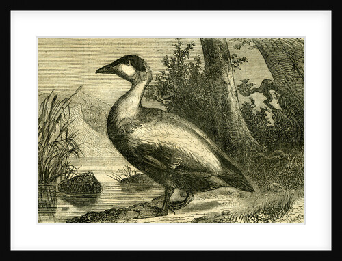 Duck 19th Century by Anonymous