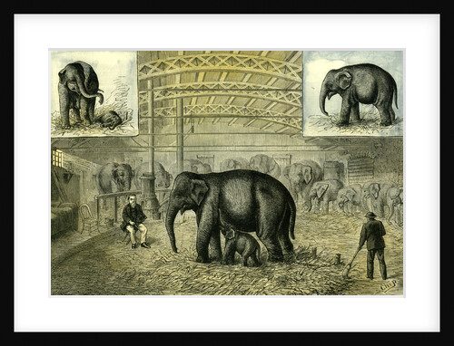 Philadelphia U.S.A. 1880 Baby Elephant the First Elephant by Anonymous