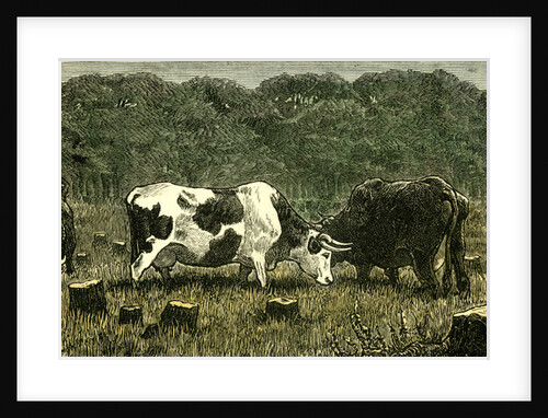 Canada Farm Life Cattle Grazing in Newly Cleared Pasture 1880 by Anonymous
