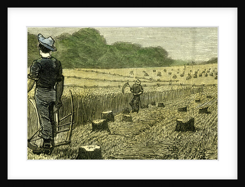 Canada Wheat Harvest in New Land 1880 by Anonymous
