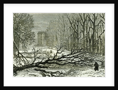 Kensington Gardens London 1887 Trees Blown in Broad Walk by Anonymous