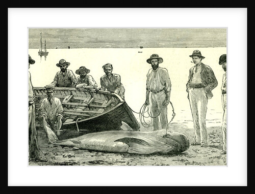Caribbean Sea 1885 Shark Fishing Fish by Anonymous