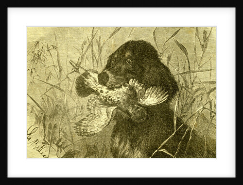 Dog Bird Hunt 1891 Austria by Anonymous