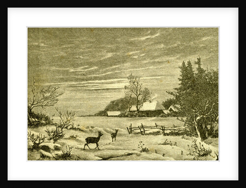 Winter Time Deer Austria 1891 by Anonymous