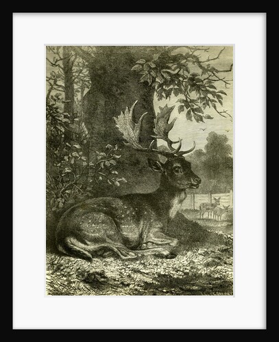 Hunting Austria 1891 by Anonymous