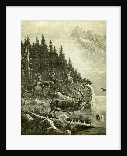 Hunt Austria Deer 1891 by Anonymous