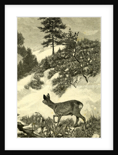 Austria Deer 1891 by Anonymous