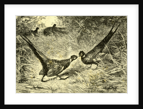 Pheasants Austria 1891 by Anonymous