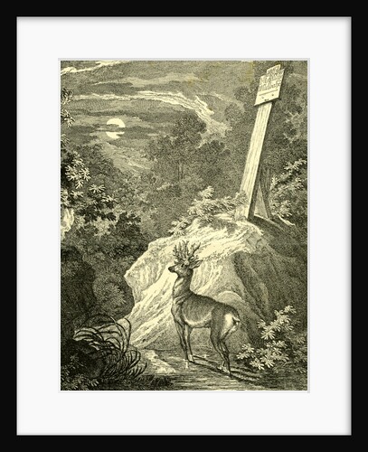 Stag Austria 1891 by Anonymous