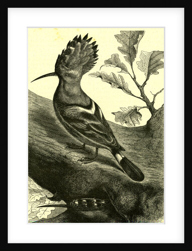 Birds Austria 1891 by Anonymous
