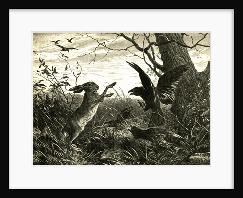 Hare Austria 1891 by Anonymous
