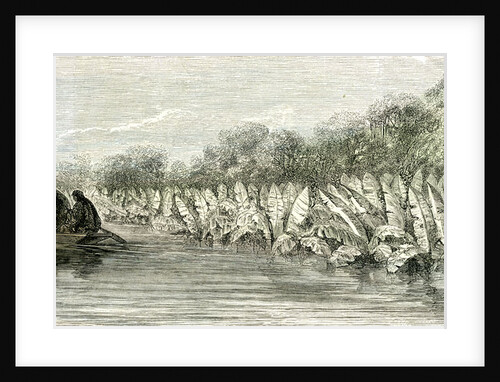 Ucayali River Peru 1869 by Anonymous