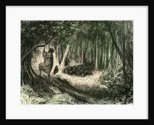 Pecaris Peru 1869 by Anonymous