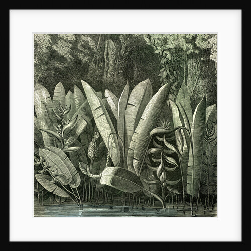 Ucayali Peru 1869 by Anonymous