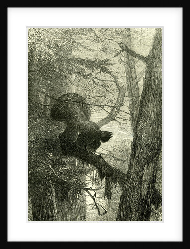 Wood Grouse Austria 1891 by Anonymous