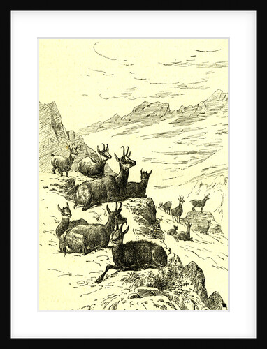 Deer Austria 1891 by Anonymous