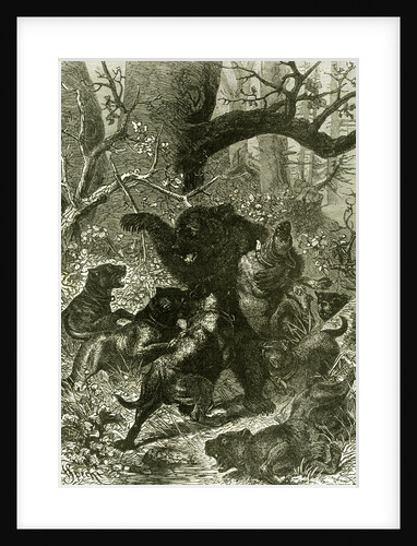 Bear Hunt 1891 Russia by Anonymous
