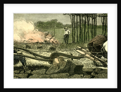 Canada Farm Life 1880 Breaking Up New Ground Stuck in a Root by Anonymous
