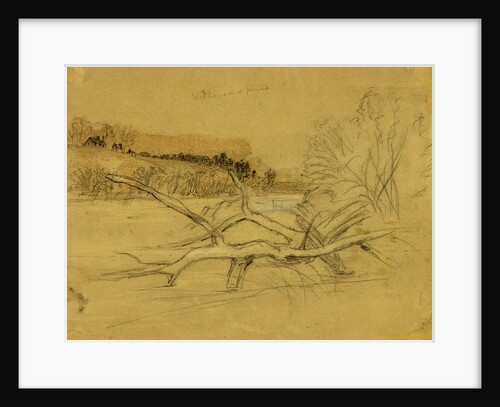 Willows and pines by Alfred R Waud