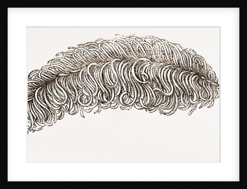 Imitation Feather by Anonymous