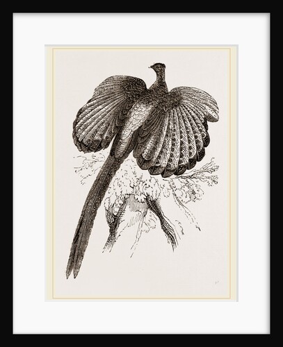 Argus Pheasant by Anonymous