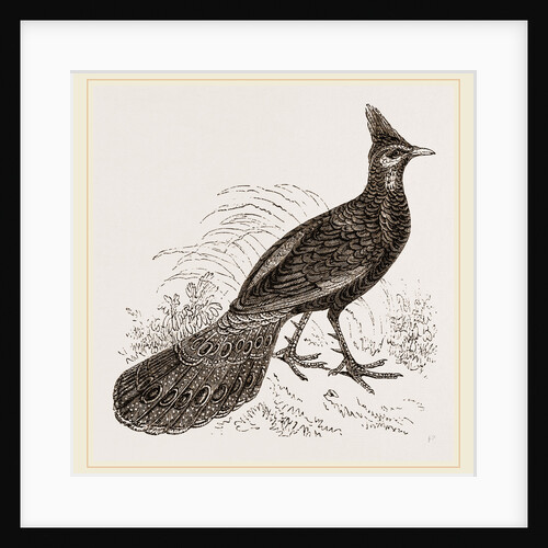 Thibet Peacock-Pheasant by Anonymous