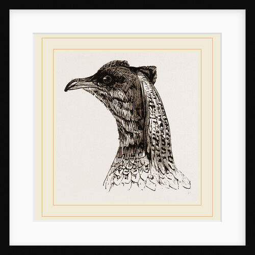 Head of Argus Pheasant by Anonymous