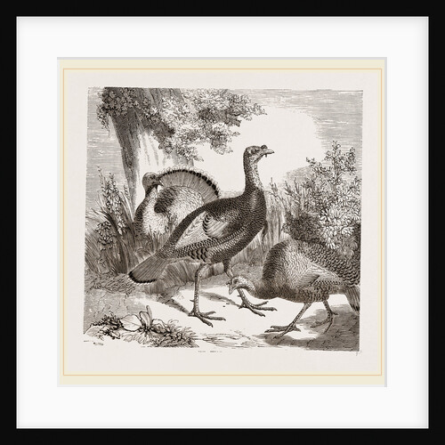 Wild Turkeys by Anonymous
