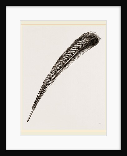 Secondary Quill-Feather of Argus Pheasant by Anonymous