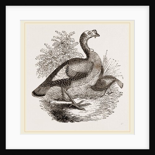 Wild Turkey and Young by Anonymous
