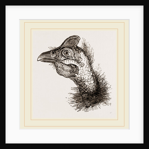 Head of Guinea-Fowl by Anonymous