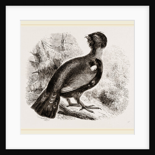 Capercaillie by Anonymous