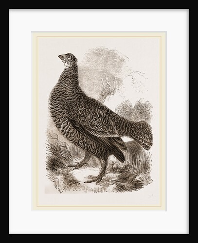 Black Grouse Female by Anonymous