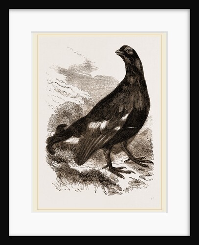 Black Grouse Male by Anonymous